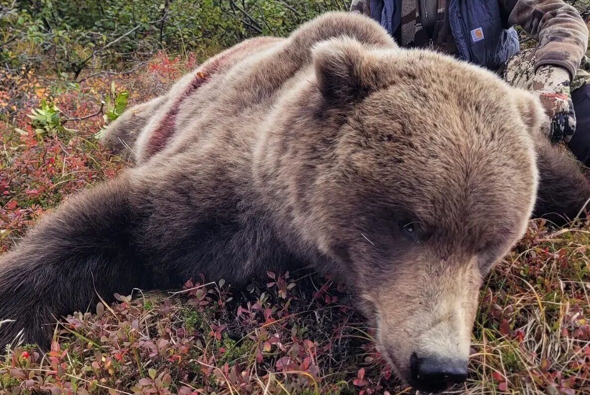 brown bear after the hunt