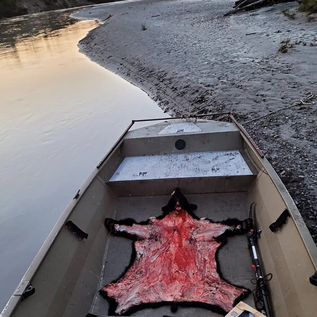 bear skin on boat