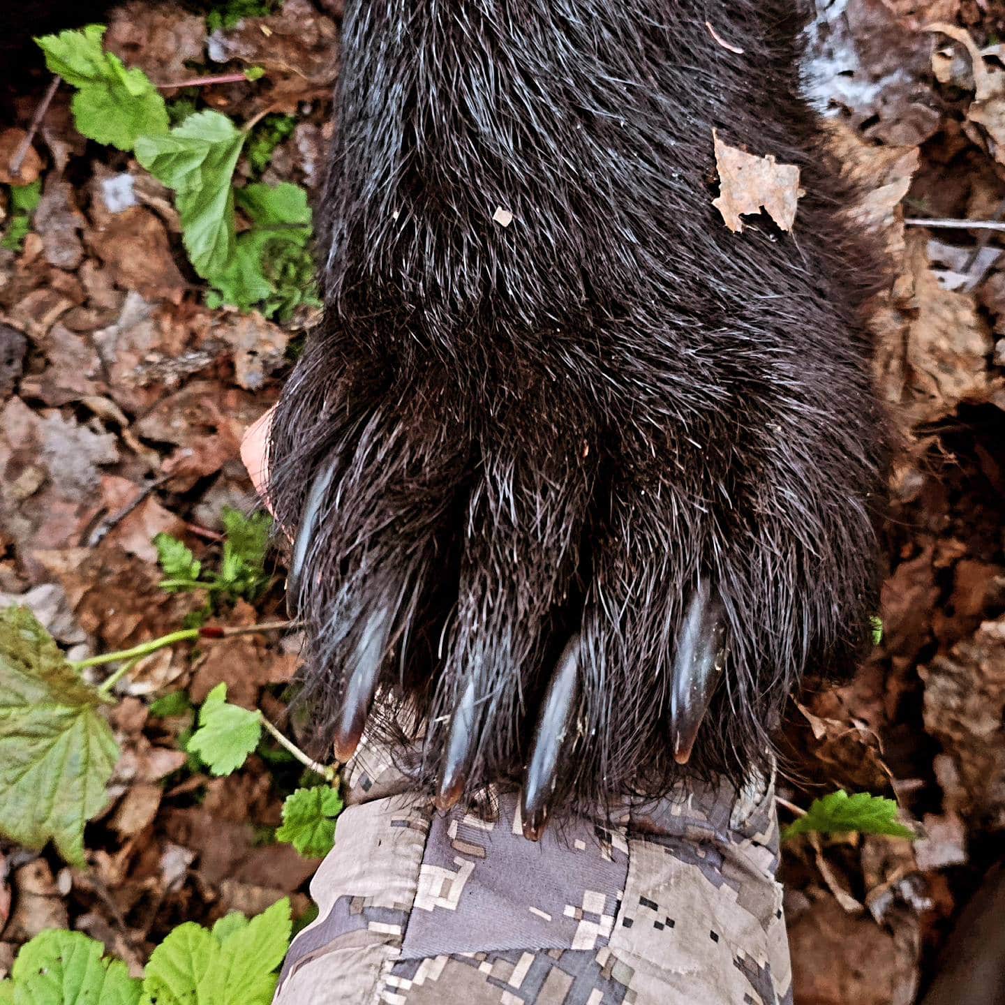 black bear paw