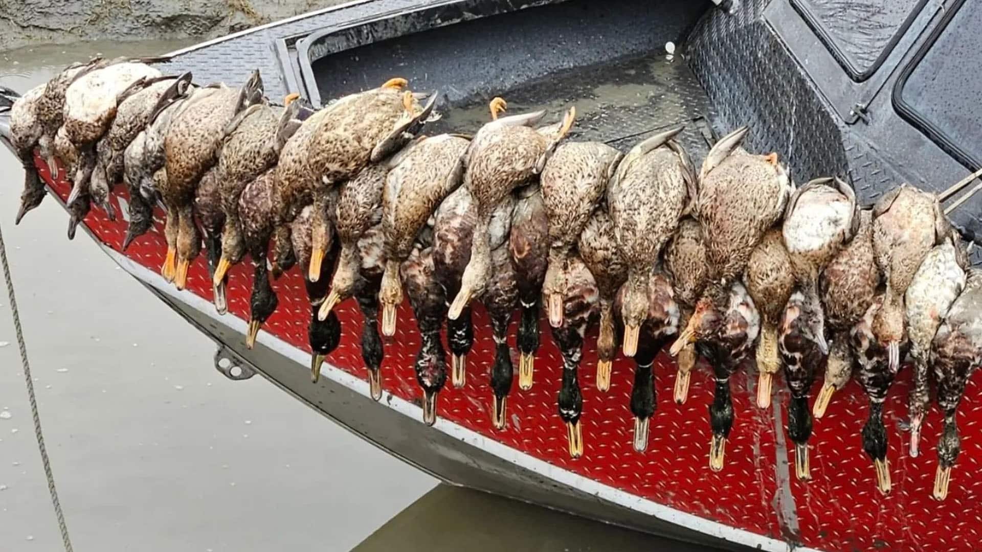 waterfowl on the boat after the hunt